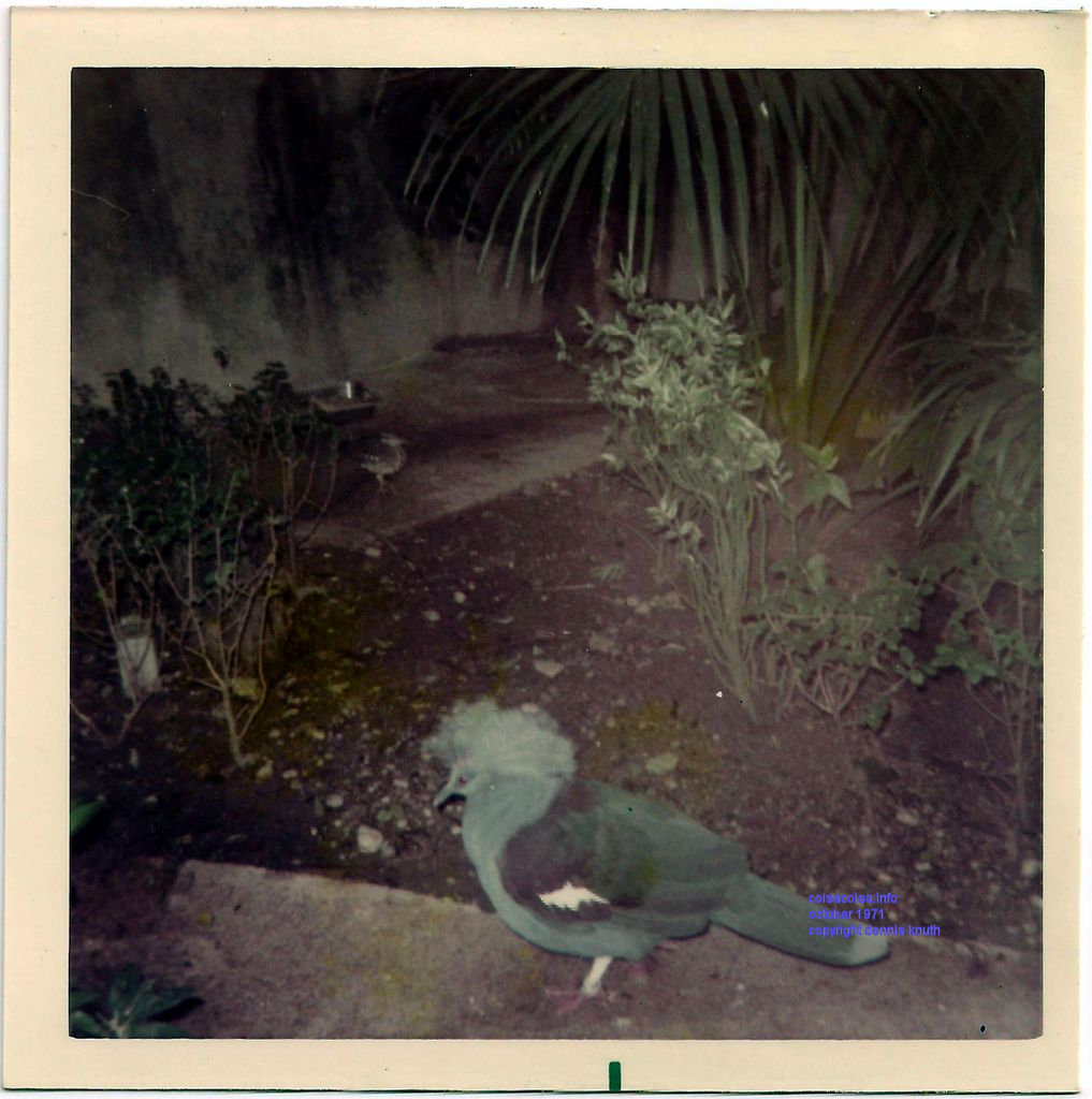 Ruffled Pigeon at Milwaukee Zoo