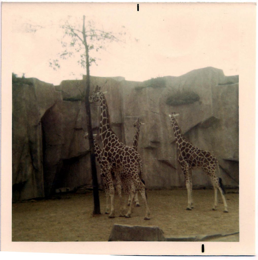 Giraffes