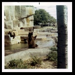 Bear Begging in Milwaukee Zoo