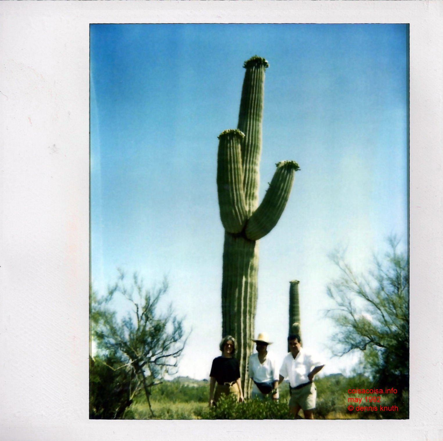 Cactus at Superstition Mountain State Park