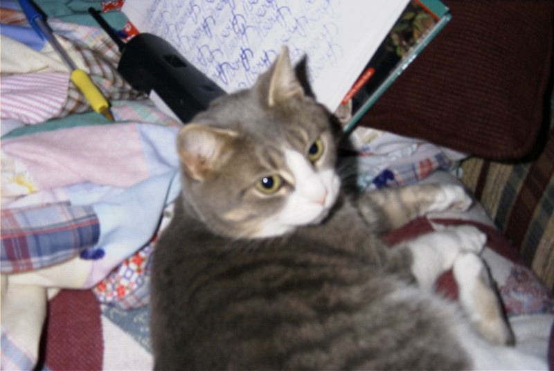 Kitty Kitty gets in the way