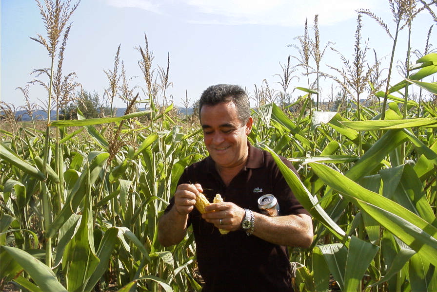 Helton picking Wisconsin sweet corn