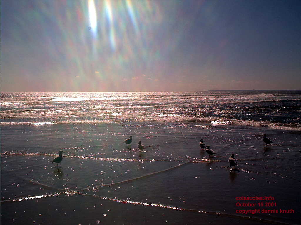Seagulls scurry in the sand