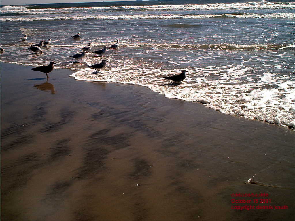 Seagulls in the waves