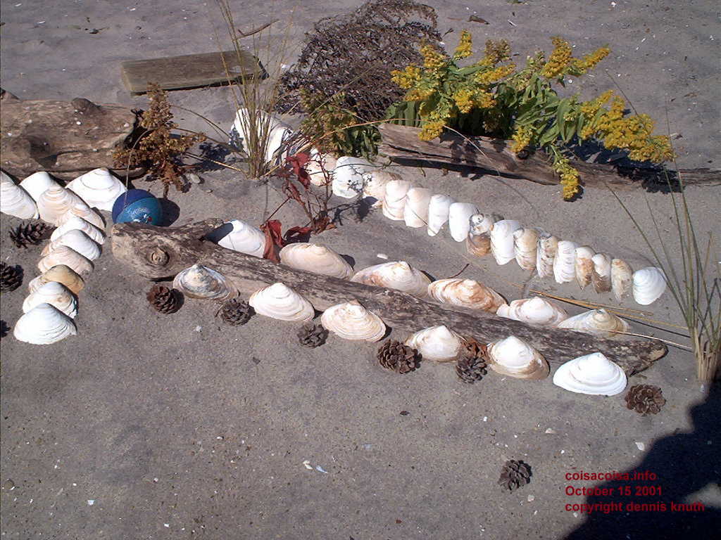 Seashells and a blue rubber ball