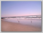 Seagulls wait for a hand out on the Autumn beach