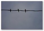 birds on a wire