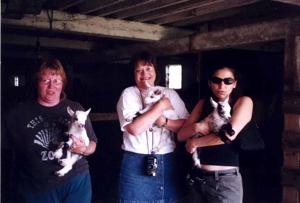 Baby goats at Karens