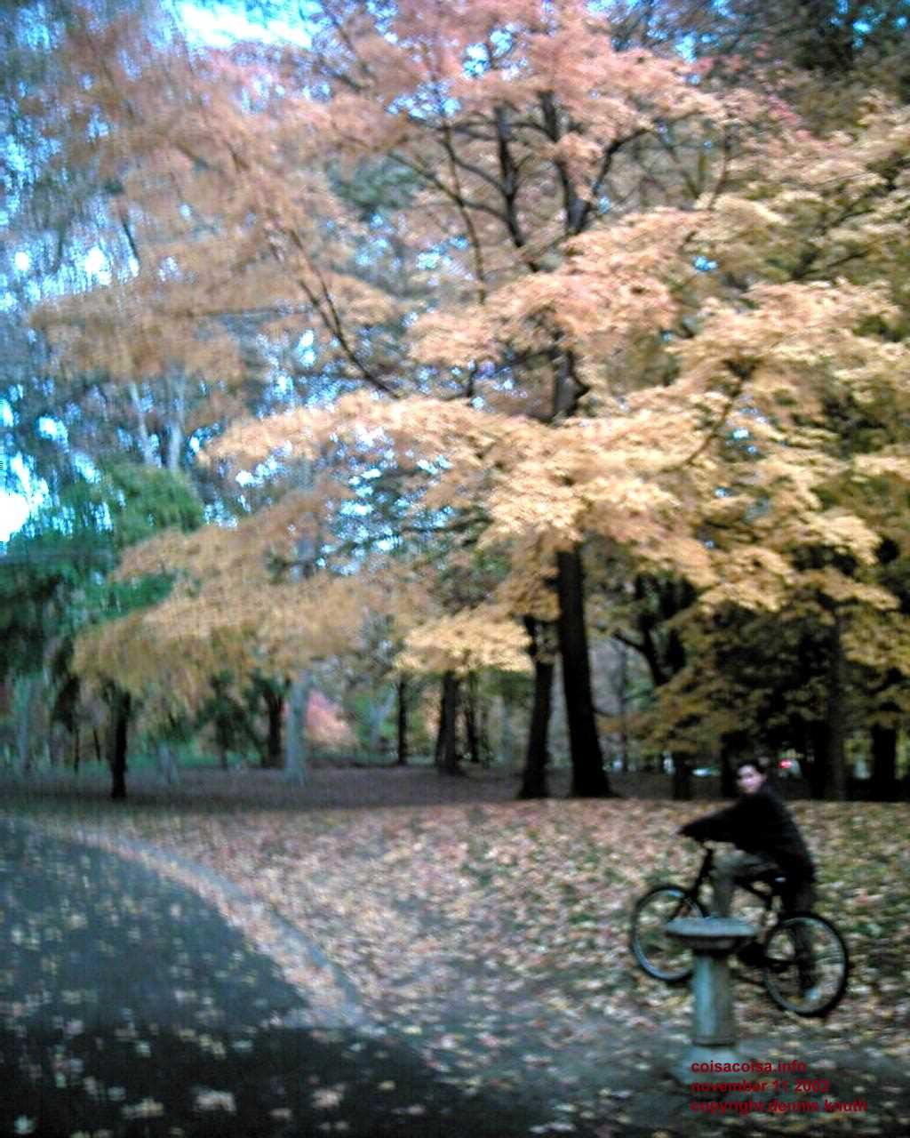 Autumn leaves in Central Park