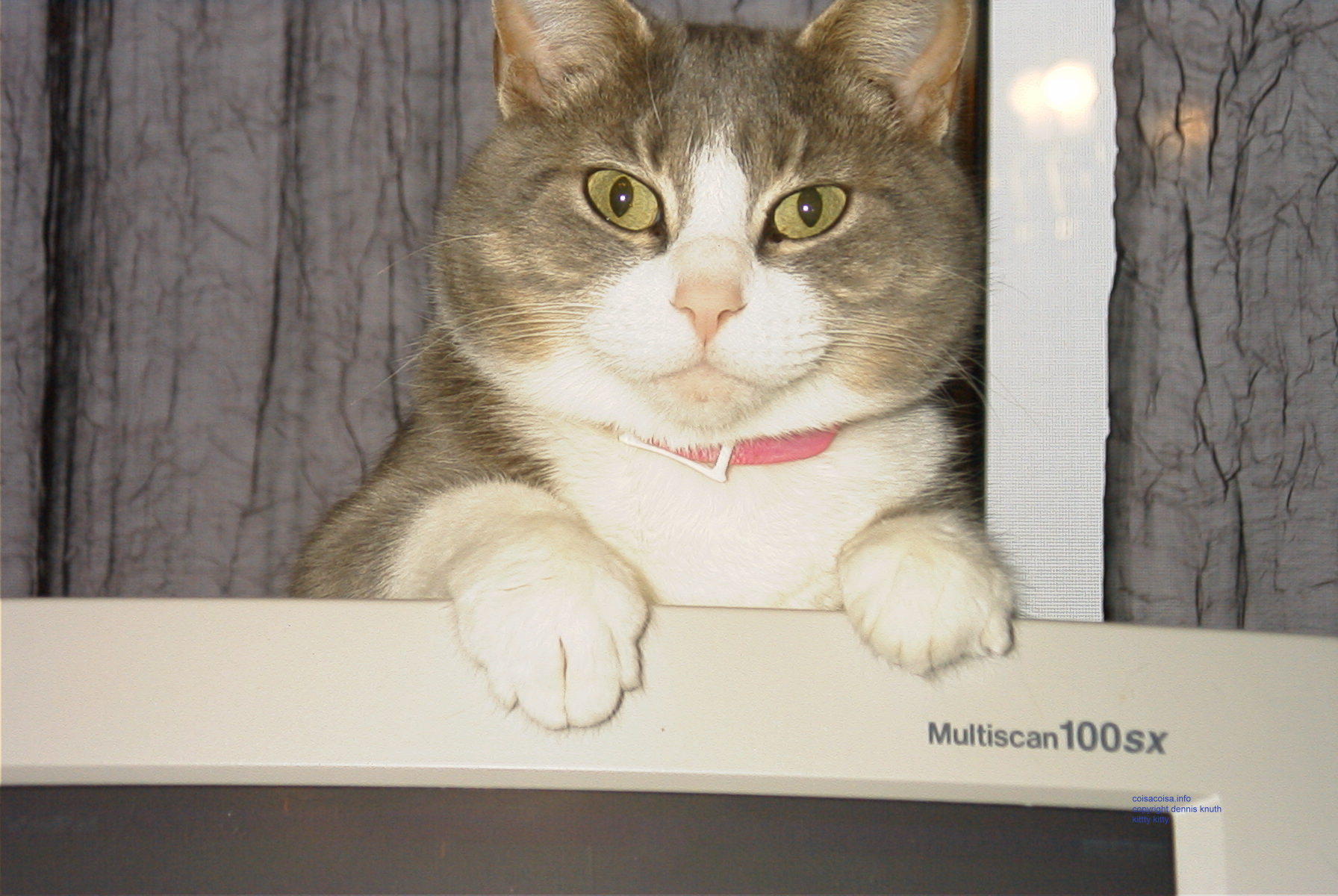 Closup of a cat on a monitor