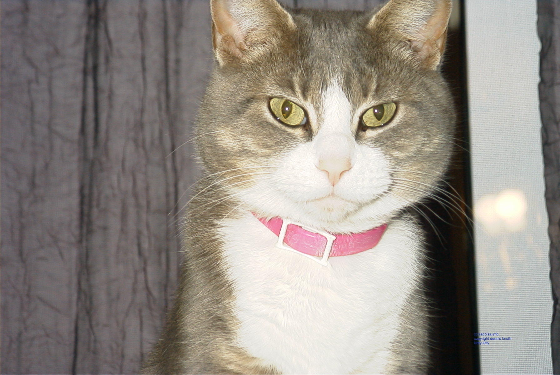 Kitty Kitty close up