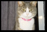 Sherri's Cat - Kitty Kitty - December 03, 2002