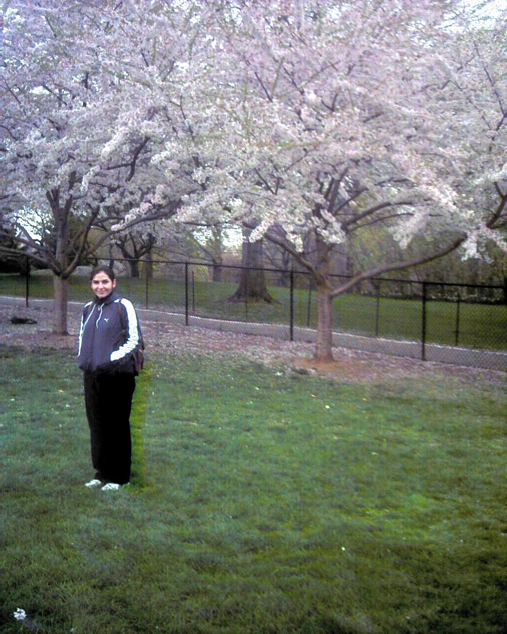 Silesia in Central Park