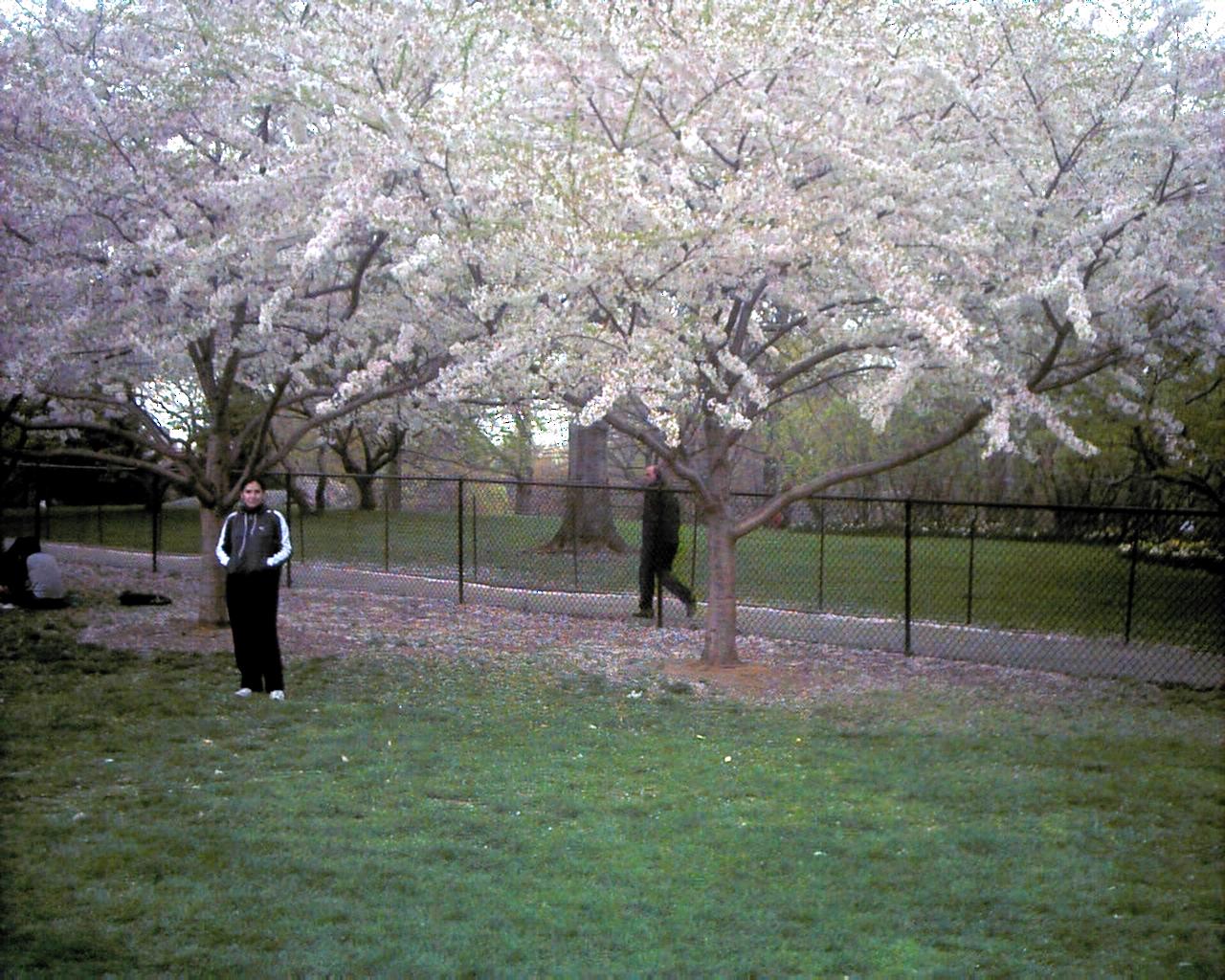 Silesia under the cherry blossoms