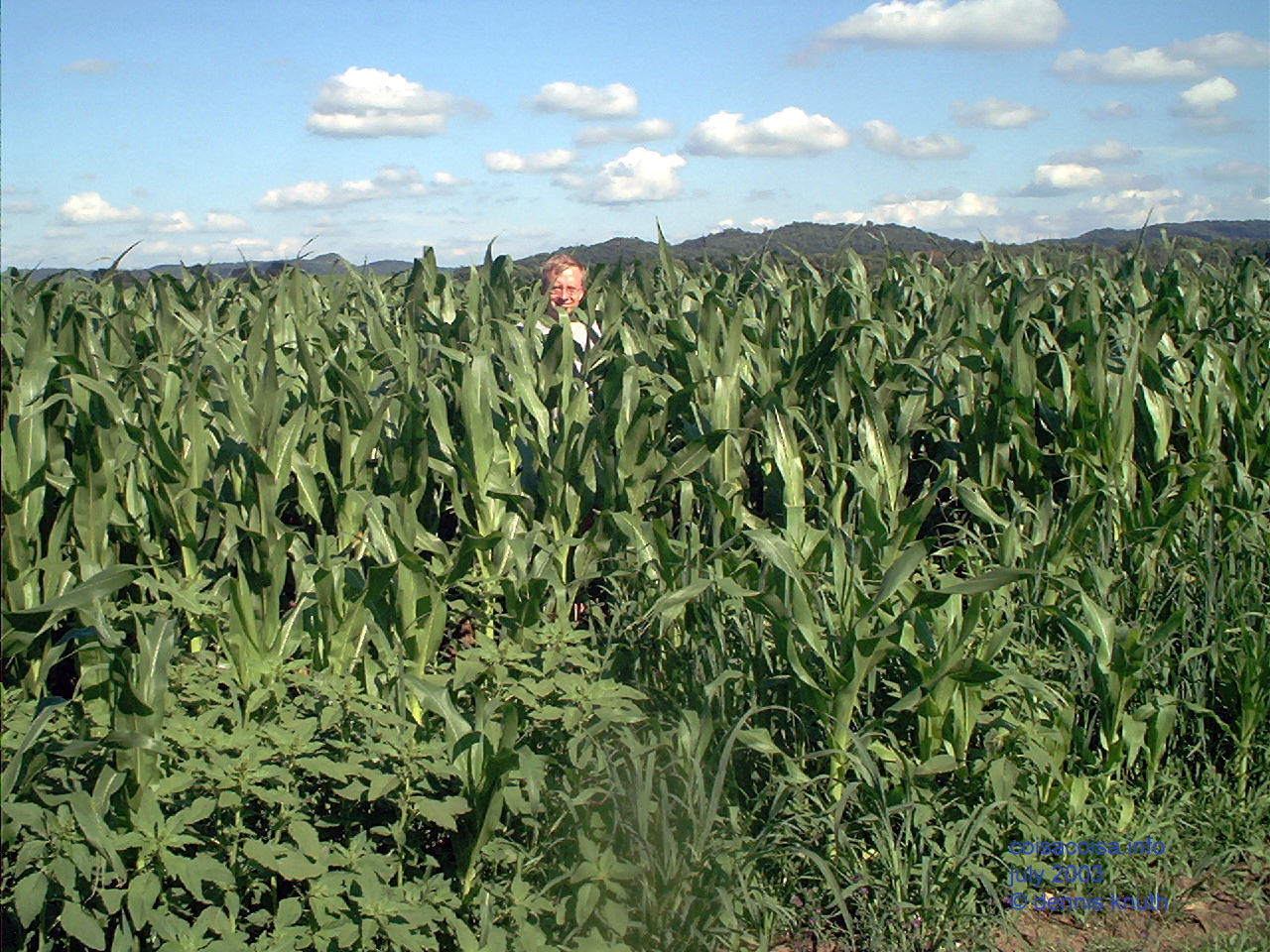 We could hear the corn grow overnight