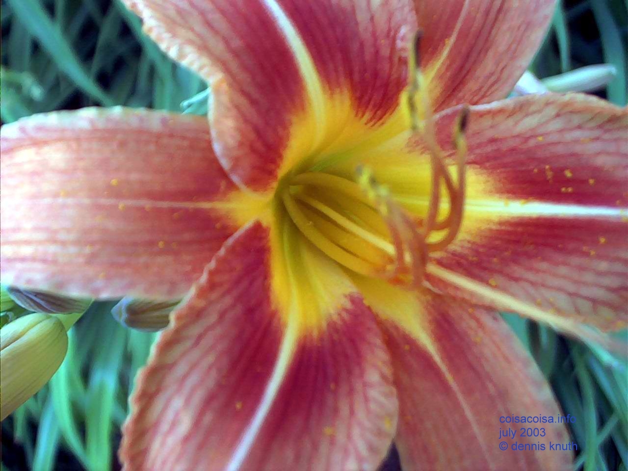 Lilies by Sherri in Durand Wisconsin