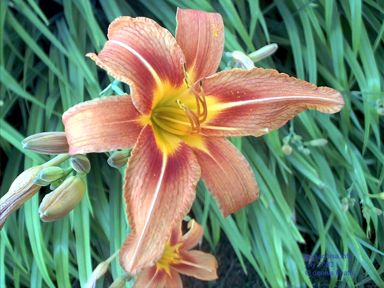 Summer lilies on the Dairy farm in Durand