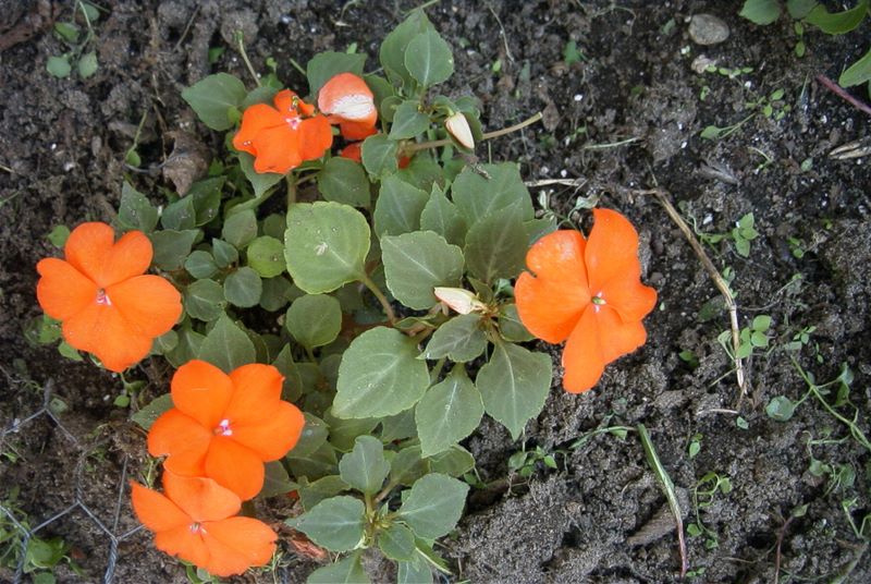 Sherri's flowers in August 2003