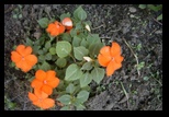 Sherri's impatiens in August 2003