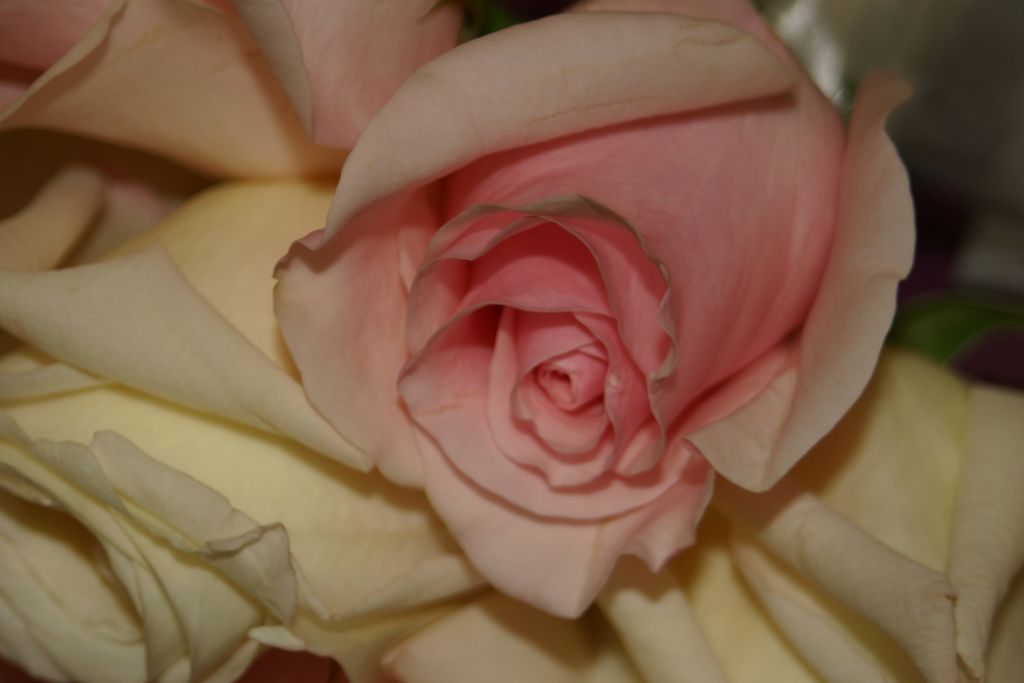 2005_08_00_flowers_and_favors_014.jpg (large)