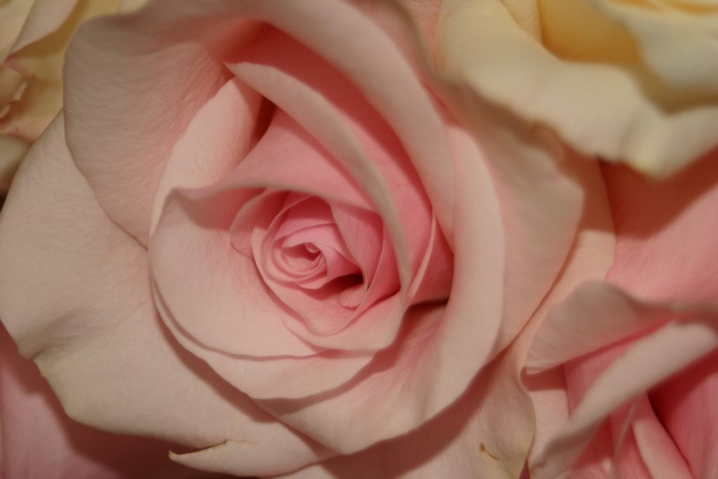 2005_08_00_flowers_and_favors_015.jpg (large)