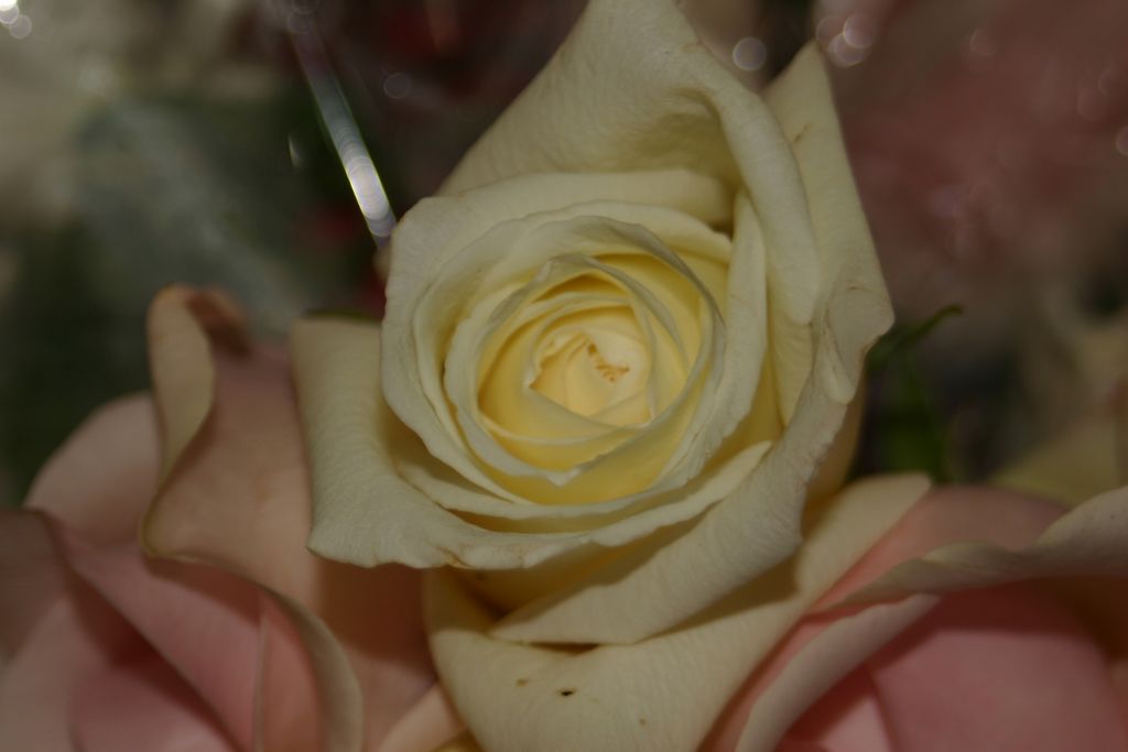 2005_08_00_flowers_and_favors_016.jpg (large)