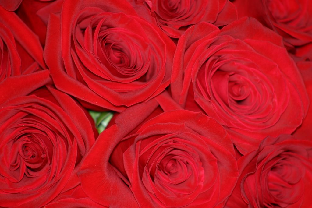 2005_08_00_flowers_and_favors_021.jpg (large)