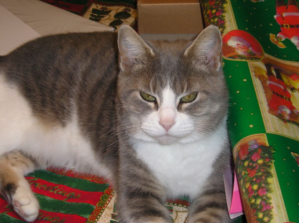 KittyKitty is cat happy