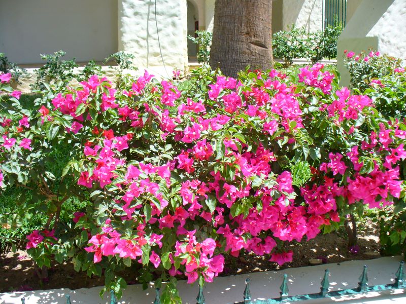 2006_03_29_mexico_16.jpg (large)