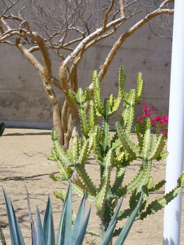 2006_03_29_mexico_9.jpg (large)