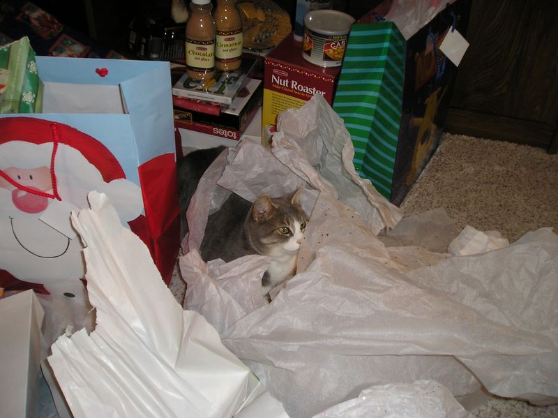 Kitty Kitty gets wrapped up