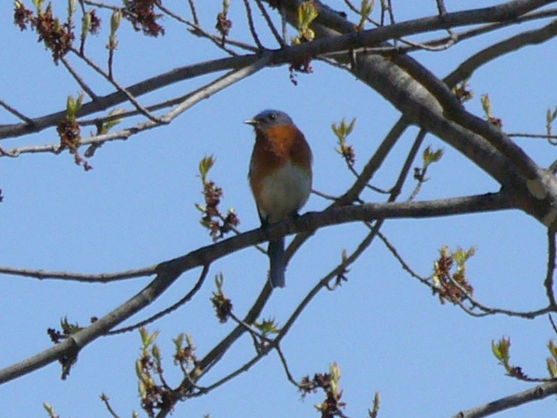 Eastern Bluebird in Wisconsin