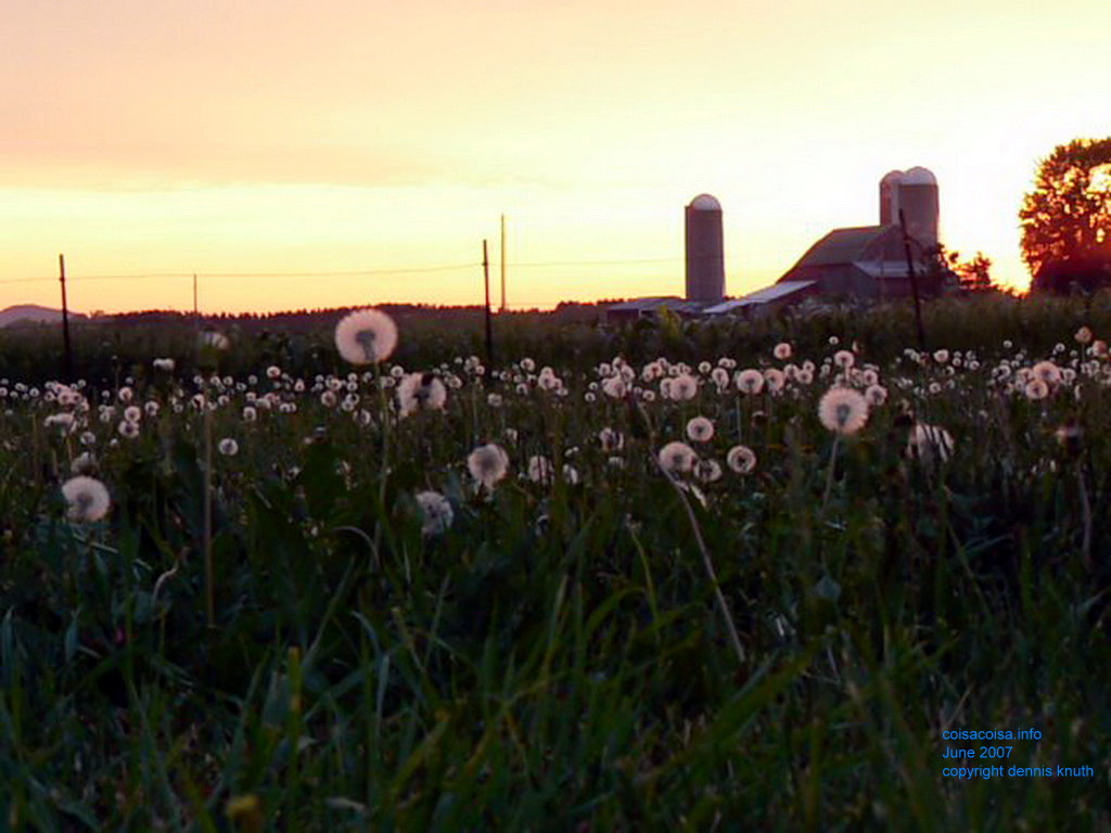 Dandelion plumes and cornfields