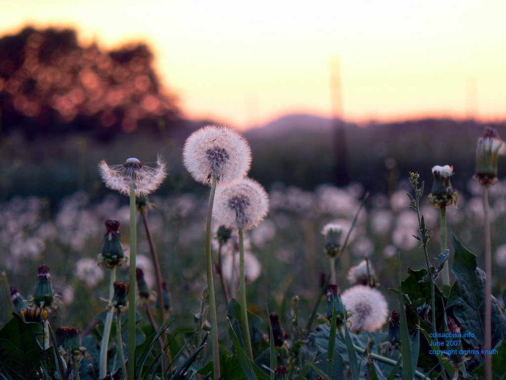 Close up of dandelion seed blossoms