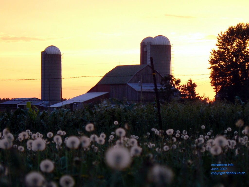 Danelions in the forground and a farm behind