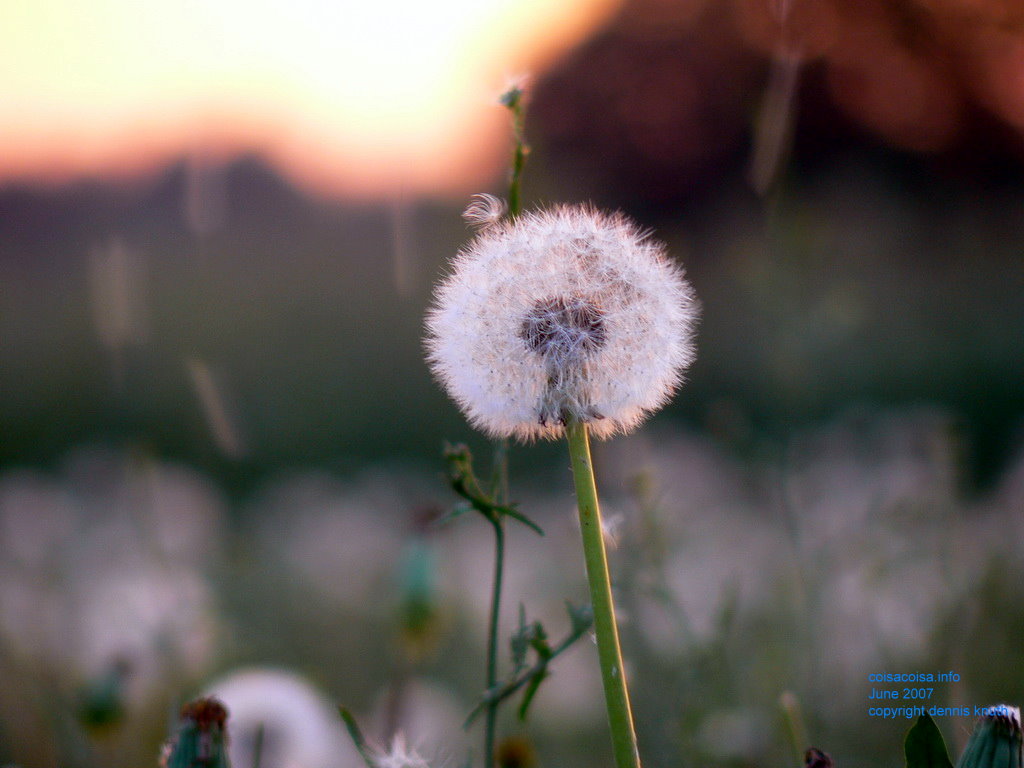 Fertile dandelion seed plume