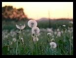 Dandelion seeds