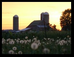 Sunset with dandelion blooms