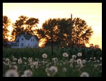 Dandelion seed blossoms