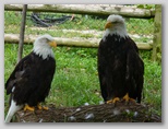 Bald Eagles