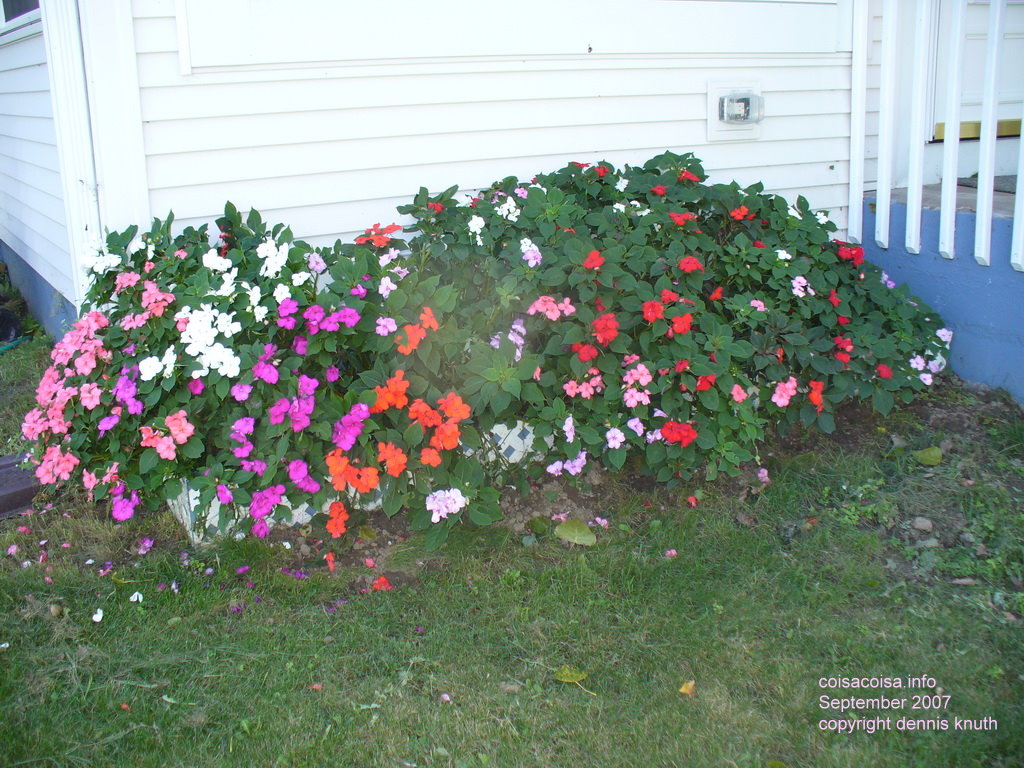 2007_09_11_sherri_flowers_01.jpg (large)