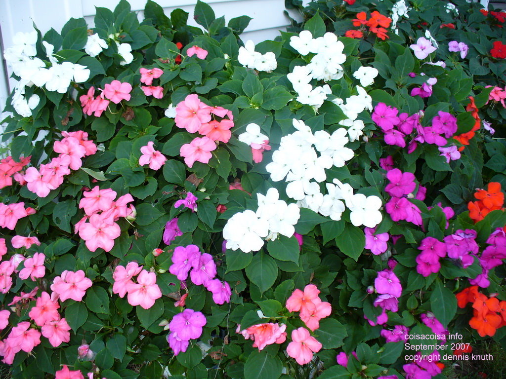 Plethora of flowering impatiens