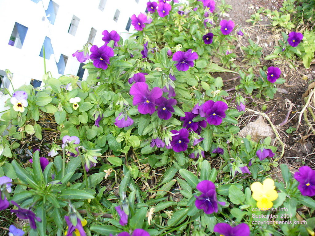 Basket of flowers on a bed