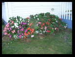 Flower bed closeup