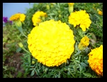 Marigold