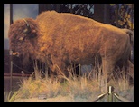 Buffalo