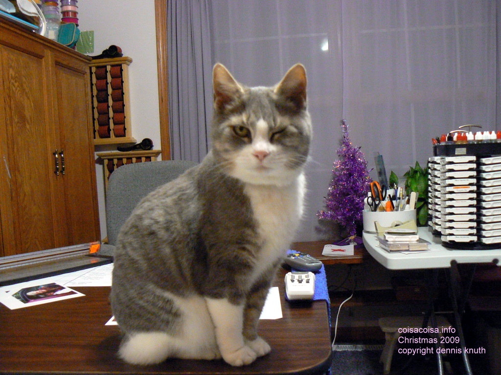 Sherri's Winking Cat at Christmas