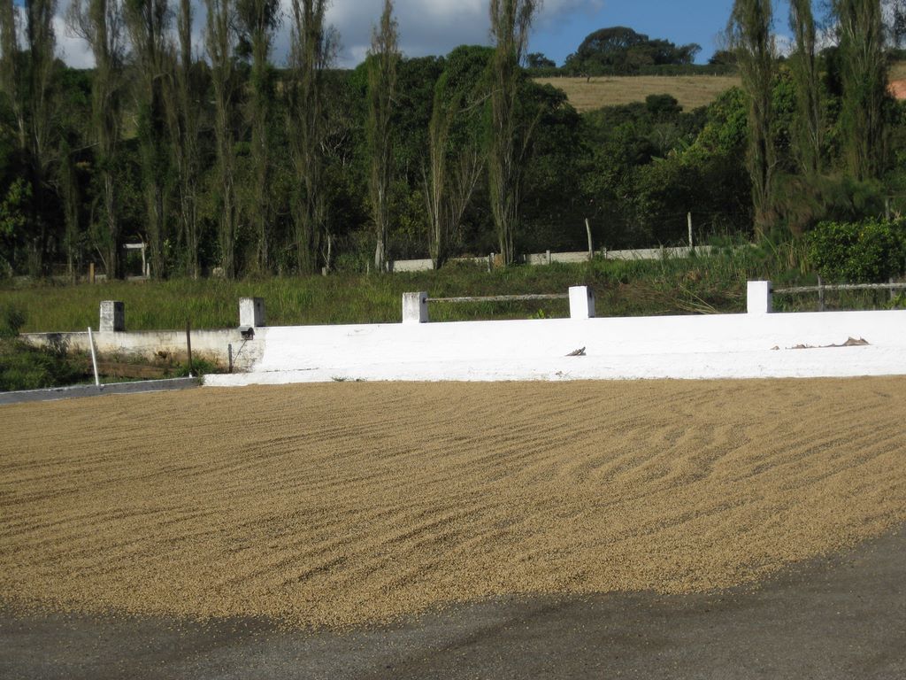 Rows of coffee beans