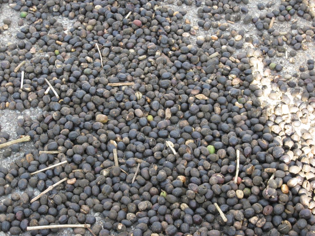 Low grade coffee beans