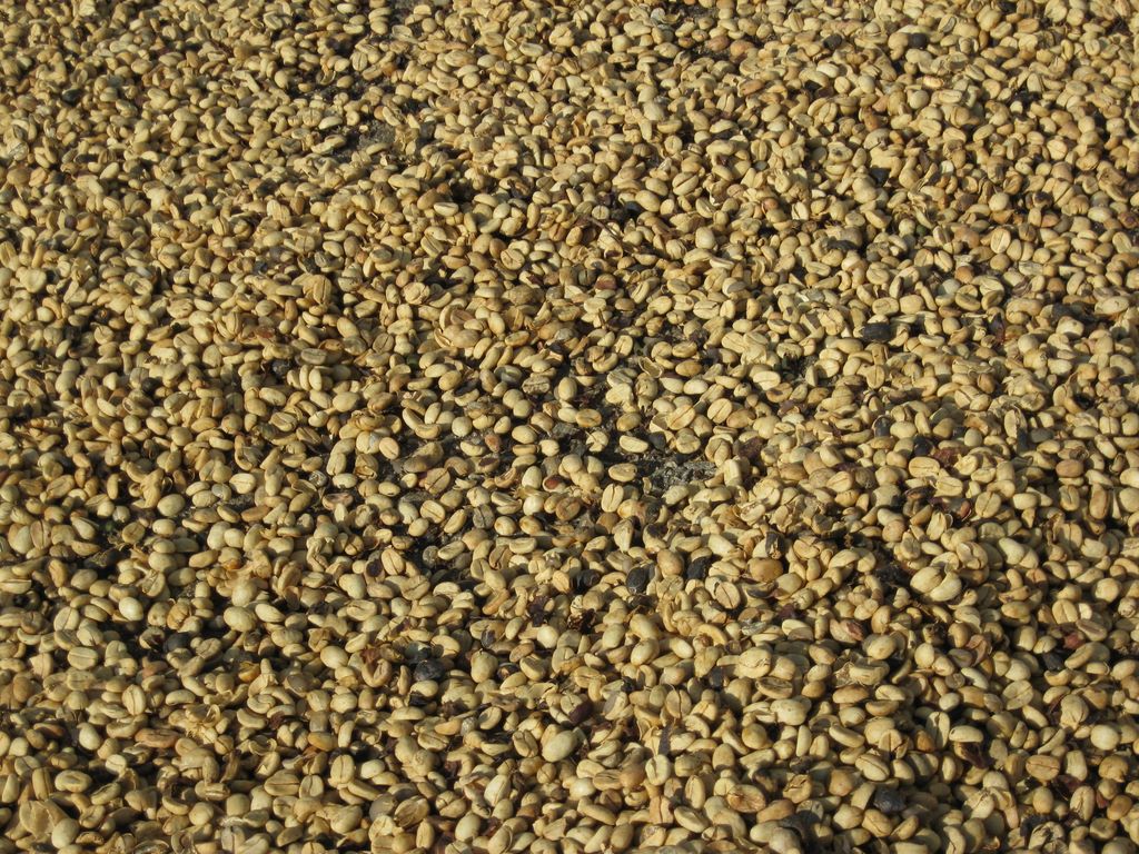 France gets these higher grade beans from Brazil